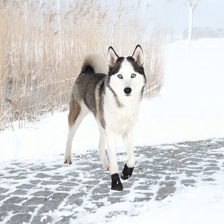 Papírenské zboží - Ochranné boty WALKER ACTIVE, 2 ks S-M: např. sheltie