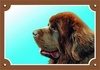 Papírenské zboží - Farebná ceduľka Pozor pes, Novofundlanský pes hnedý